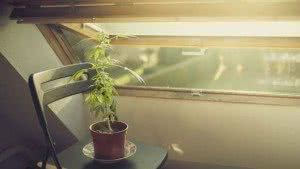 Marijuana Wax: UofA – Eviction, and Criminal Charges